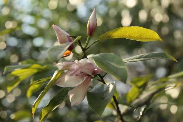 上海植物园@仙不过樱花,艳不过海棠,香不过含笑