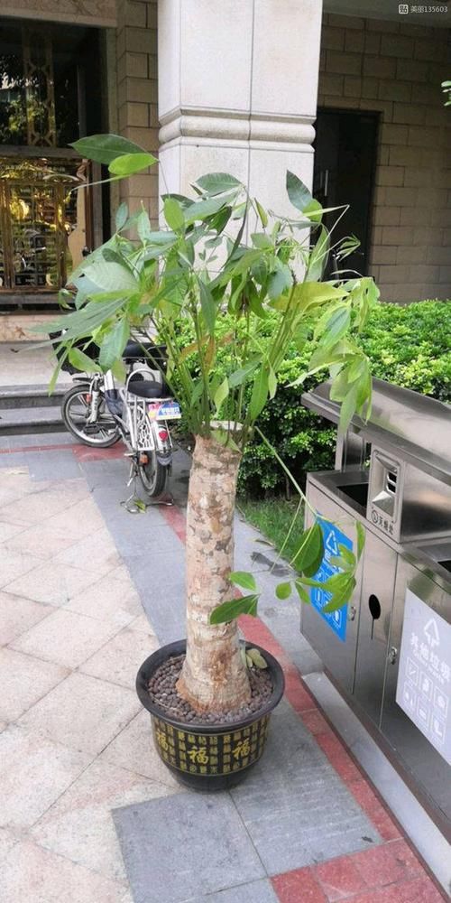  肥料■发财树生长季，几个施肥小窍门，不烧根不黄叶，枝条长成大伞