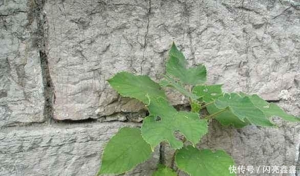 『砖缝』这植物名叫构树,繁殖能力超强,石头缝、砖缝都能长,令人讨厌