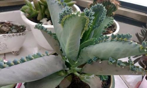  不死鸟■落地生根，咋养也不死的“多肉植物”，一棵小苗，一年霸满阳台