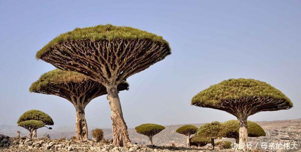 地球上最像外星世界的地方,这里的动植物仿佛来自火星!