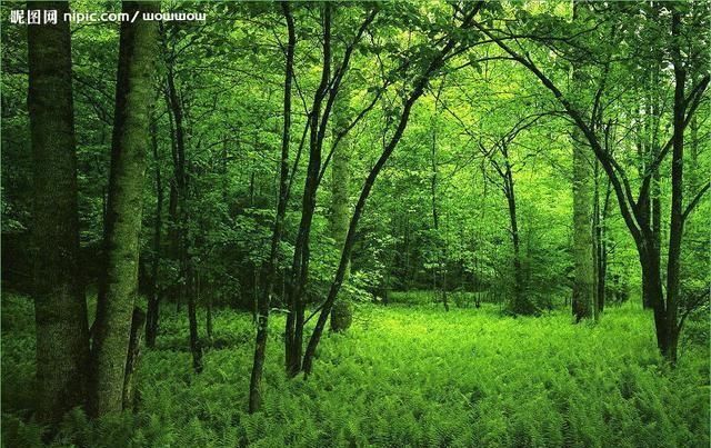  光照■在农村承包地，别人栽的树挡太阳光照导致粮食减产，怎么