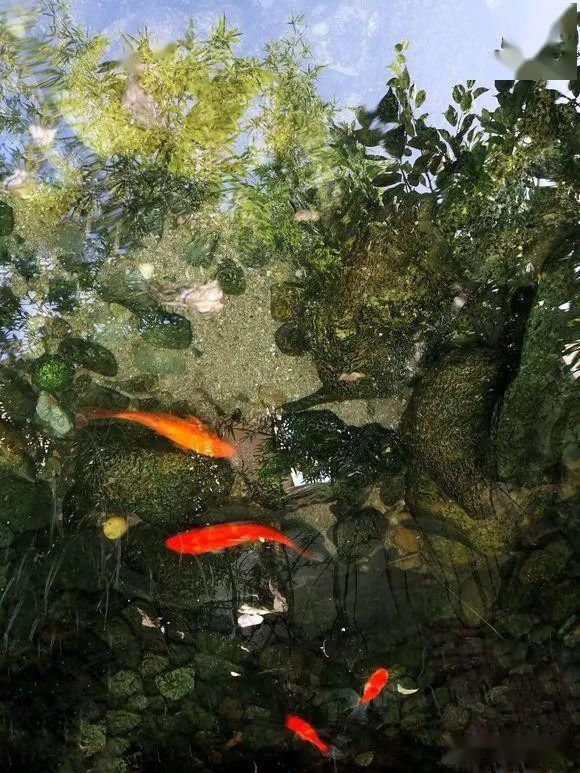  「老伴」当我老了，就想和老伴一起回乡下，庭前种花，屋后种菜
