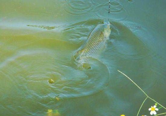 『水下』水下什么鱼,看鱼泡基本上八九不离十,鲤草鲫青鲢都能看出来