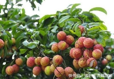 全世界最贵的一种水果，1粒售价55万元，农民只要有一棵就发了