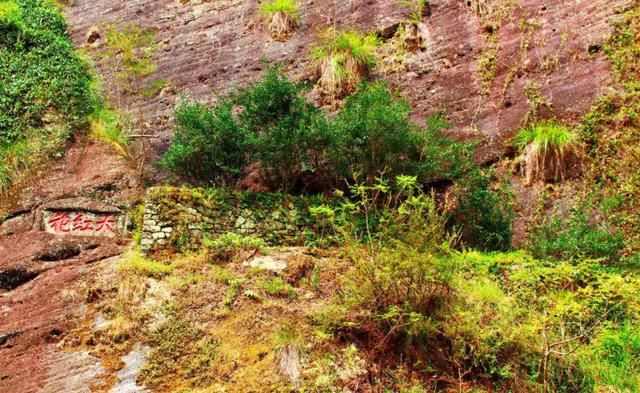 中国身价最高的树，一棵在福建，一棵在安徽，24小时日夜守卫！