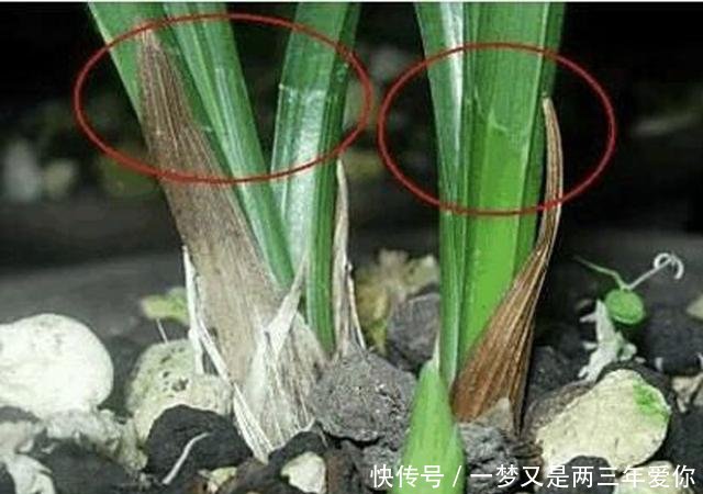 『花杆』怎么辨认春兰和蕙兰