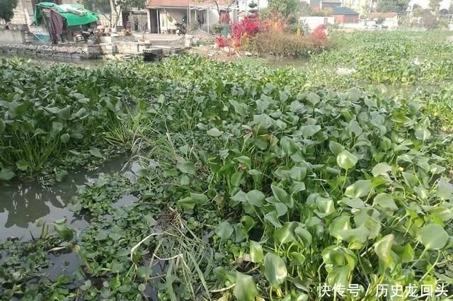  「利润」3个月可长满一亩池塘，亩利润近5千元，农民种植它有前
