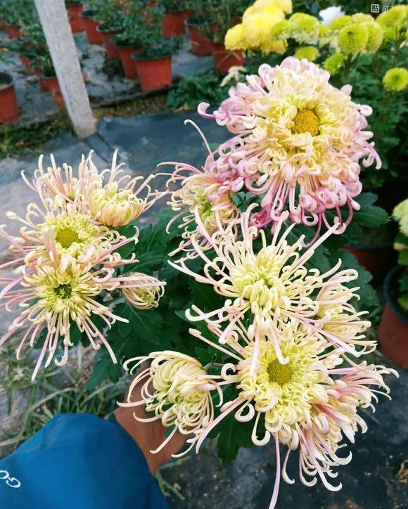  #分成#4种花容易长满“脚芽”，1个小动作，分成20盆，变大户！