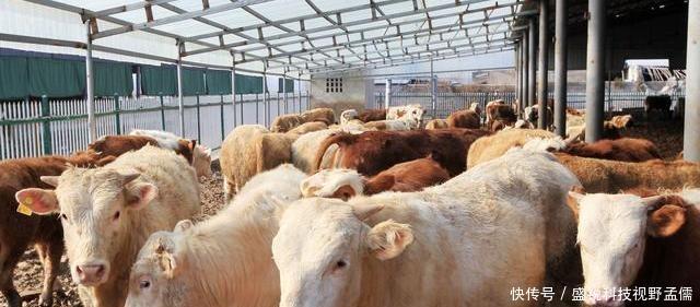  殖行业：未来5年，农民养殖什么最赚钱不是养猪，也不是养鸡！