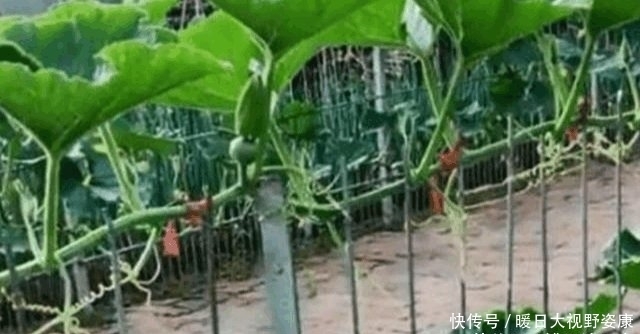 【强迫症】有个“强迫症”外婆, 种菜都很“奇葩”网友 已确诊, 强迫症晚期