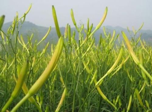  【懒人】农村1种“懒人菜”，只吃花不吃叶，种1次可采收多年，