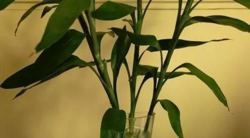  贵竹盆栽■富贵竹水培生根有诀窍,跟着学“多久换一次水”,养得叶绿根壮
