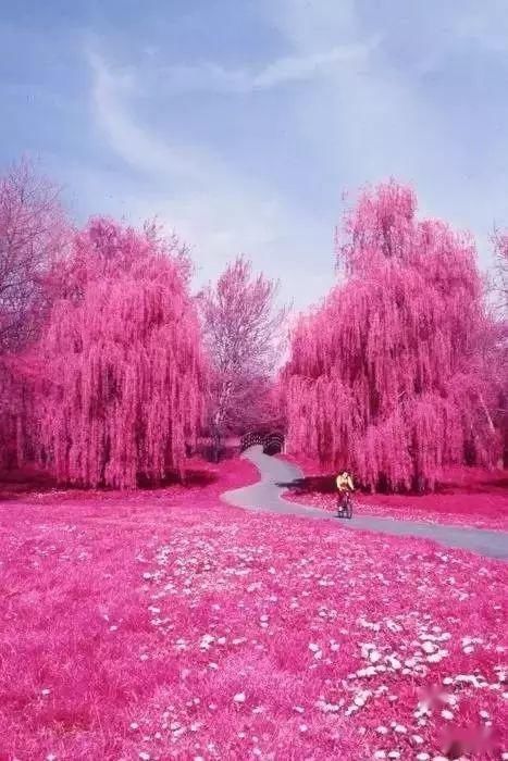  【漫步】春暖花开，谁能陪我漫步这么美的路？