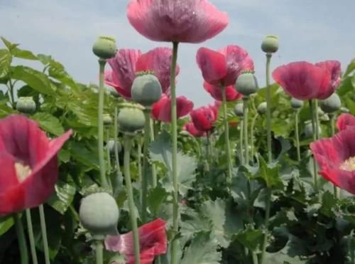  [我国]我国最特殊的农民，因种植一物被24小时保护，他们有何特