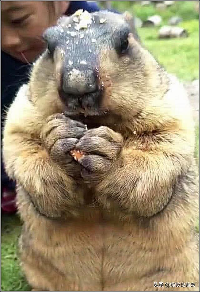 游客喂土拨鼠吃面包，看到它的吃相，网友：似曾相似的感觉