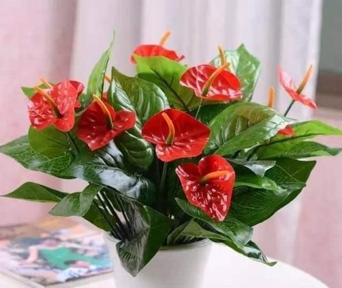  『植物』这“3种”植物，耐阴性强，还能除异味，卫生间养1盆，空气更清新