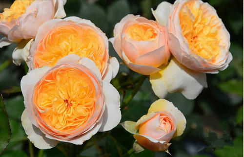  #养护#此款世界名花，开花漂亮，养护容易，是家庭盆栽佳品！
