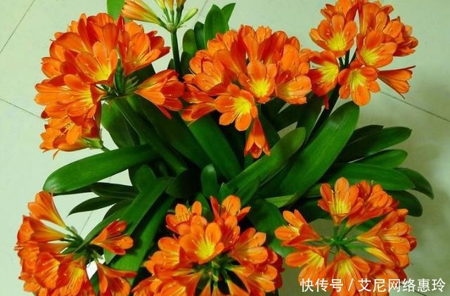 养君子兰:君子兰花不旺,浇点这“汁液”,比施肥更管用,一盆能开四五朵!