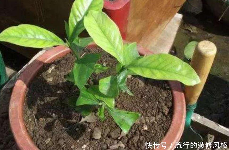  「技巧」盆土容易结板，掌握这些技巧，土壤疏松透气，养分充足