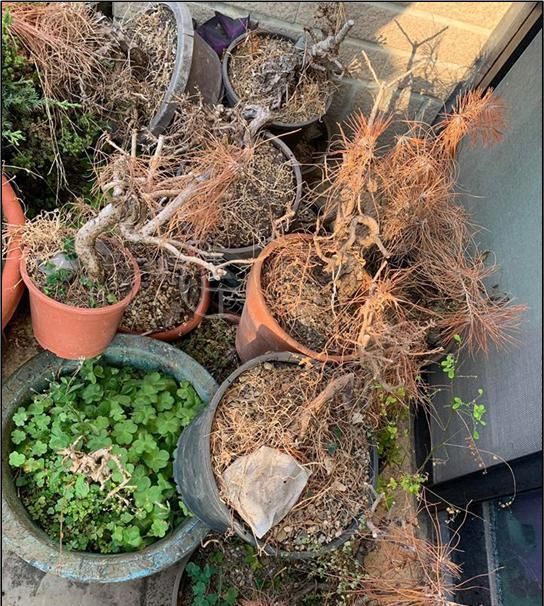  「梅雨季节」松树盆景真菌感染爆发期！预防措施没做好，梅雨季节很难熬！
