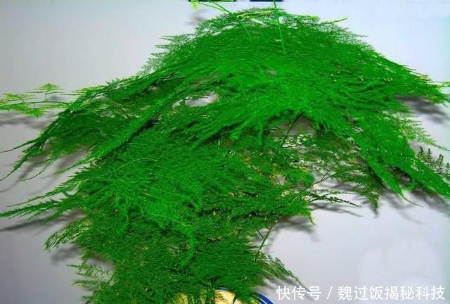 轻松:客厅养3种“绿植”,四季常绿,吸收灰尘又灭菌,轻松长爆盆