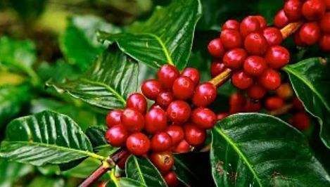  [种植]农村一种常见植物，可以降脂明目，加工成保健品价值高