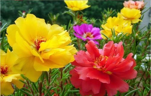  『三角梅』5月开始，3种花要“狠狠晒”，越晒开花越旺，否则开花难、病害多