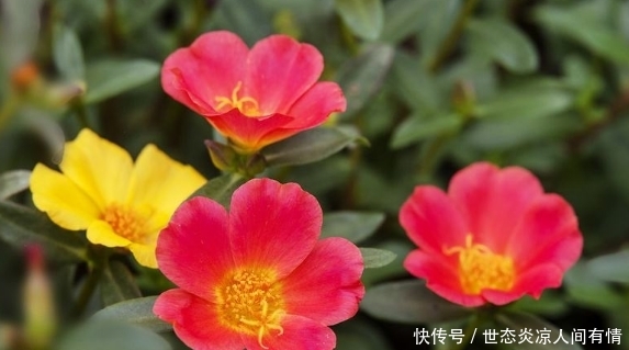  『春天』春天养这几款植物，好养易爆盆，比绿萝还好养，阳台变成大观园