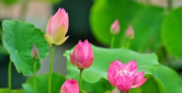  『盆栽』盆栽荷花栽种技巧与病虫害防治，你都会了吗？