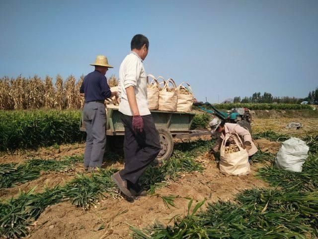 农民不种大蒜种这货用地窖存，亩产六千多斤3元一斤亩赚2万多