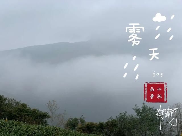  【S师傅】2020春茶笔记第八篇，从2016到2020年，看茶山茶农们的笑脸变化