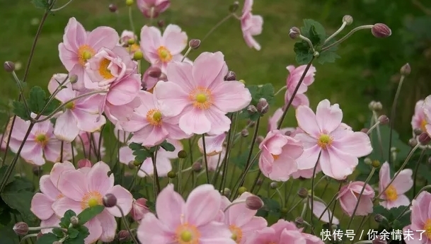 特别好看的秋牡丹,赶紧养殖一盆,开花美丽十分别致,花色超粉嫩