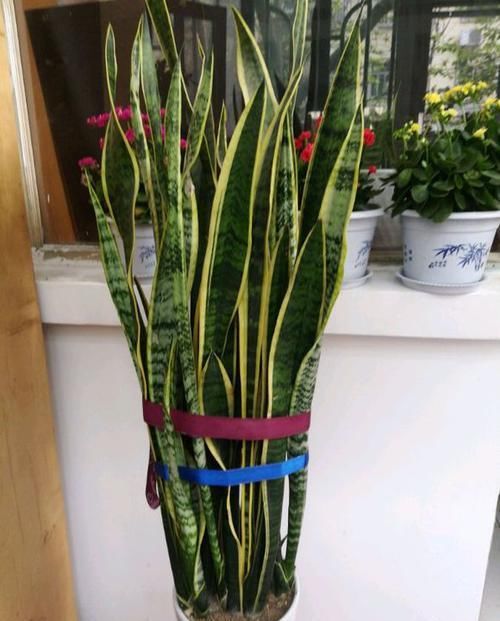  植物@虎皮兰多久浇一次水？老花匠：顶多7天一次，不然黄叶长不高