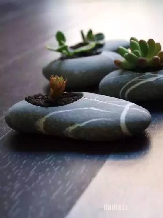  「从未见过」没有盆的盆栽，从未见过，太好看了！