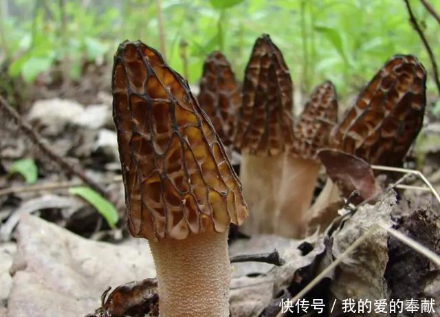  人工种植@它被称“陆地鱼”，生命力很顽强？只是太过珍贵，市场