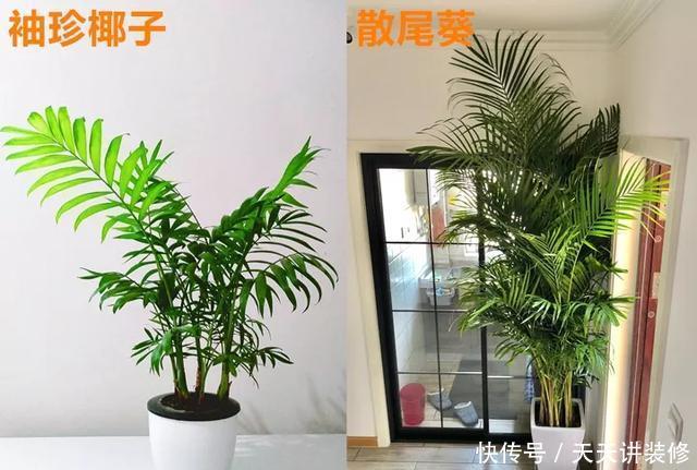  [图片作者]15种超级好养的花，不死鸟居然不是第一，“养花杀手”们试一试吧