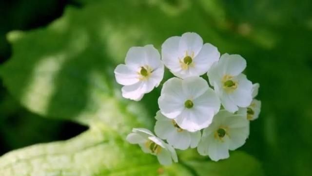  『植物』有时候，花朵也在模仿动物，模仿人类，多有趣啊