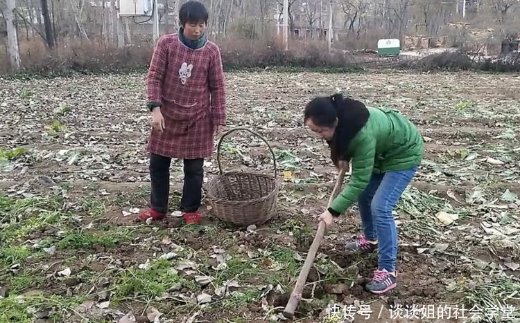 农村女子地里刨萝卜,却蹿出3斤重的大家伙,网友：大赚！