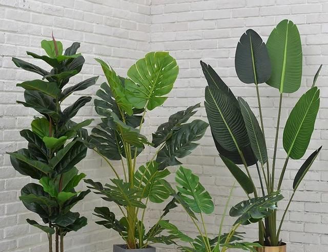  #花盆#大而深的花盆适合养什么花？教你预防积水烂根的办法