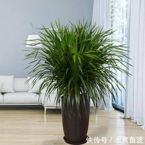  摆在：有钱人最喜欢这3种“花”，摆在家里镇宅旺财，四季常青开花不断