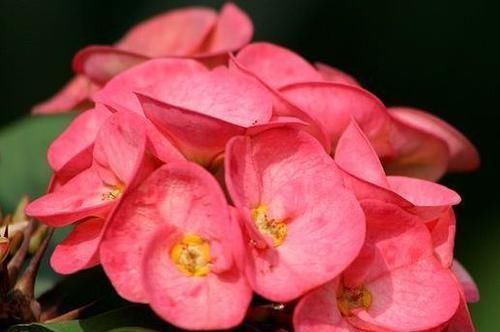  【养盆】喜欢菊花，不如养盆“精品玫瑰”探索者，花开层层叠叠，梦幻浪漫