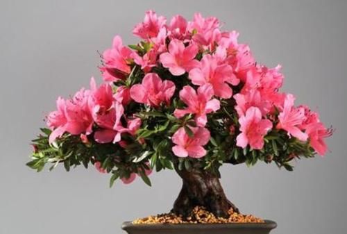  「适合」这种花很漂亮，好养易活能爆盆，养护简单又漂亮，最适合新手养了