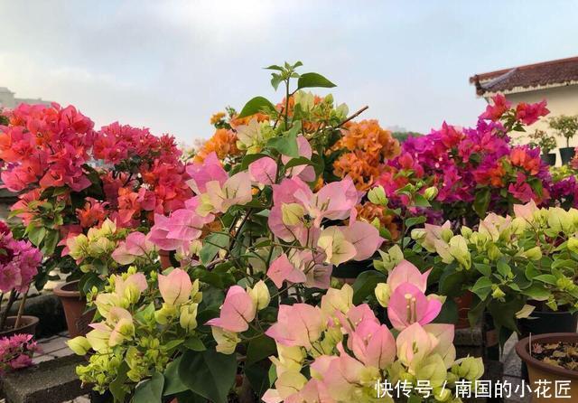  超过■11月养什么花好？“4种花”，好打理长势旺又漂亮，开花超过3个月