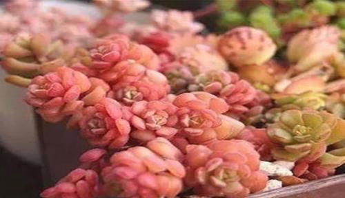  叶片@怎么养多肉春之奇迹，教你3个小窍门，养出诱人的“心头肉”