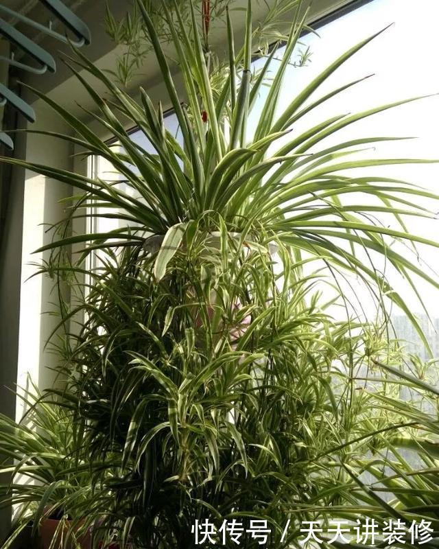 『植物』新手养花怎么选?3种花好养好看,打理太简单!