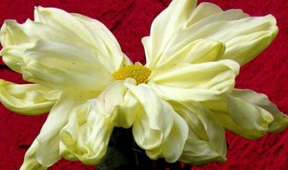  『玉蝶』喜欢菊花，就养盆“珍贵名菊”白十八，似玉蝶偏偏，清新淡雅