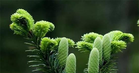  『野生植物』国家1级重点保护野生植物之百山祖冷杉