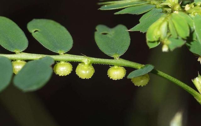  「植物」农村的这种野草,长满小珍珠价值很珍贵!你见过它吗?