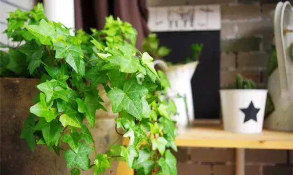  『外观很』怎样浇水都死不了的植物，新手们速度收藏起来